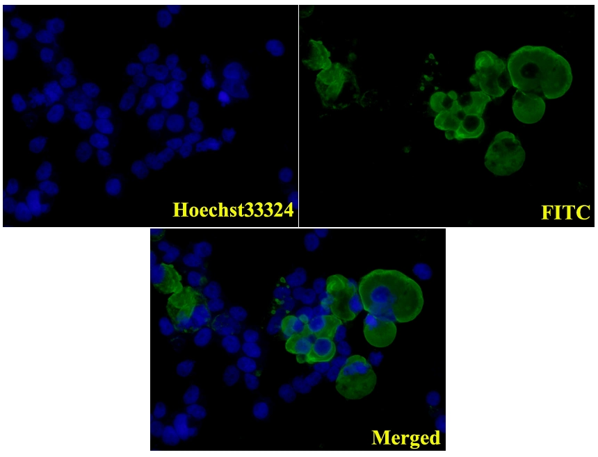 Ddddk-Tag (1A8) Monoclonal Antibody