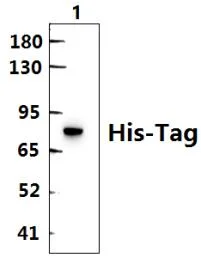 His-Tag Polyclonal Antibody