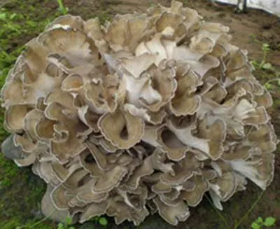 Maiitake Mushroom Extract Straight Powder for Functional Food