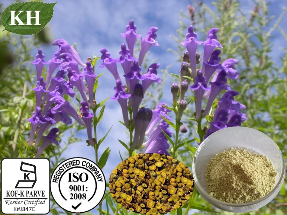 Manufacture High Quality Scutellaria Baicalensis Extract Baicalin