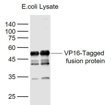 Vp16 Tagpolyclonal Antibody