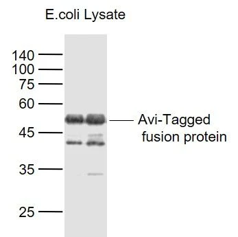 AVI-Tag Monoclonal Antibody