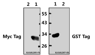 Polyklonaler Myc-Tag-Antikörper